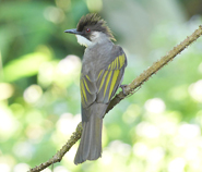 Ashy Bulbul