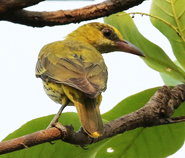 Black-naped Oriole