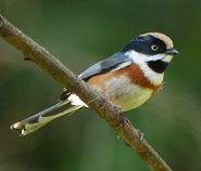 Black-throated Tit