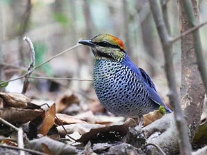 Blue Pitta