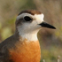 Caspian Plover