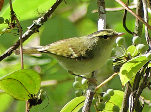 Claudia's Leaf Warbler