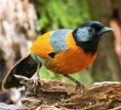 Collared Laughingthrush