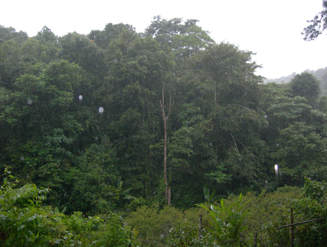 Rain Forest