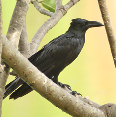 Eastern Jungle Crow