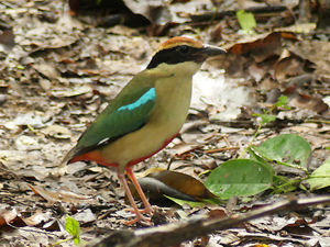 Fairy Pitta