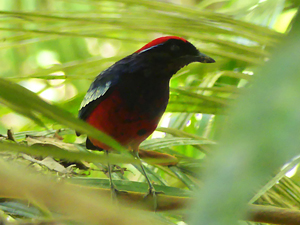 Garnet Pitta