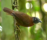 Grey-headed Babbler