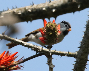 Grey-headed Parrotbill