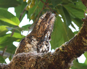 Hodgson's Frogmouth