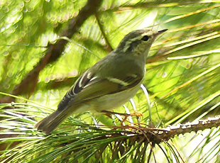 Hume's Leaf Warbler