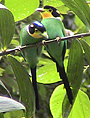 Long-tailed Broadbill