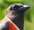 Bar-bellied Pitta