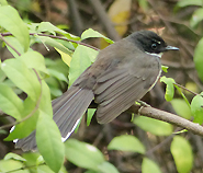 Malaysian Pied Fantail