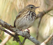 Olive-backed Pipit