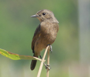 Pied Bushchat