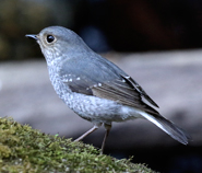 Plumbeous Water Redstart