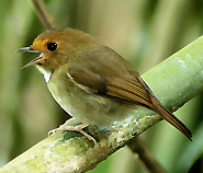 Rufous-browed Flycatcher