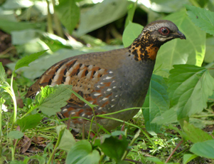 Rufous-throated Partridge