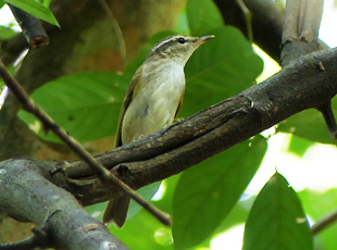 Sakhalin Leaf Warbler