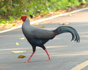 Siamese Fireback