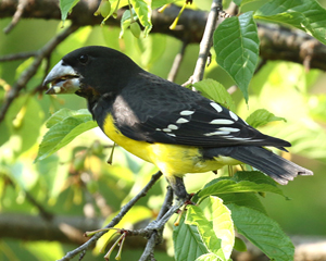 Spot-winged Grosbeak