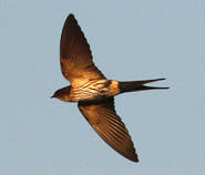 Striated Swallow