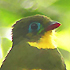 Sumatran Trogon