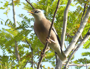 Vinous-breasted Starling