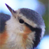 White-browed Nuthatch