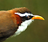 White-browed Scimitar Babbler