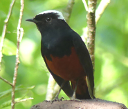 White-capped Water Redstart