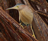 Yellow Bittern