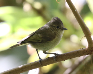 Yellow-browed Tit