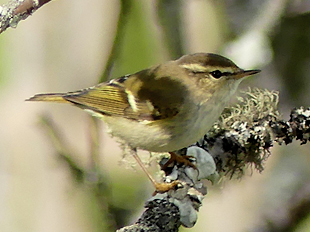 Yellow-browed Warbler