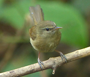 Aberrant Bush Warbler