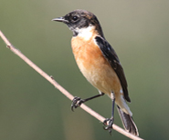 Amur Stonechat