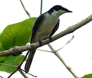 Ashy Minivet