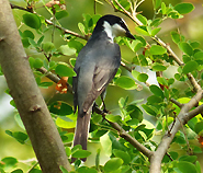 Ashy Minivet