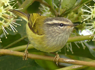 Ashy-throated Warbler