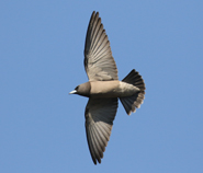 Ashy Woodswallow