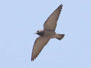 Ashy Woodswallow