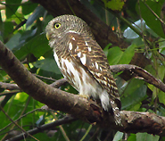 Asian Barred Owlet