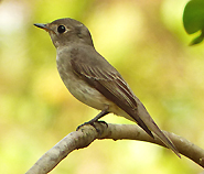 Asian Brown Flycatcher