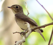 Asian Brown Flycatcher