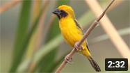 Asian Golden Weaver Nesting