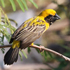 Asian Golden Weaver