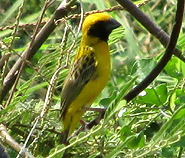 Asian Golden Weaver