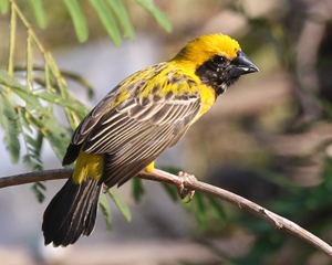 Asian Golden Weaver