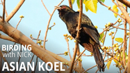 Asian Koel Call